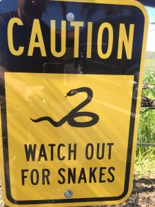Watch out for snakes
